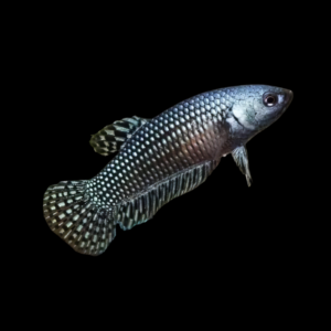 Premium Betta Female Alien Metallic 3cm