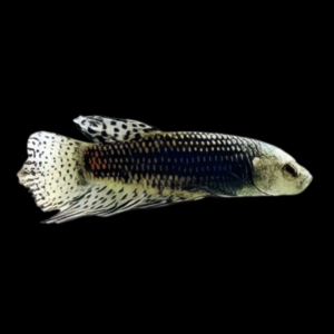 Premium Betta Female Alien Wild Colour 3cm