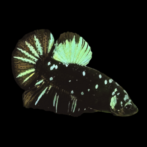 Premium Betta Female Avatar Green Base 3cm