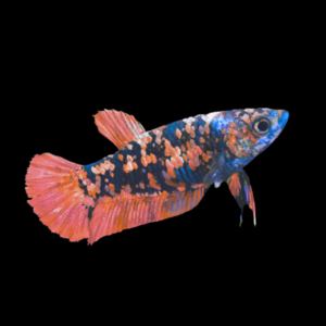 Premium Betta Female Avatar Red Base 3cm