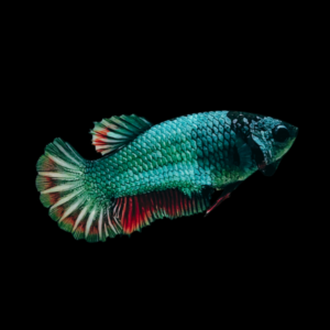 Premium Betta Female Avatar Wild Colour 3cm