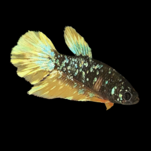 Premium Betta Female Avatar Yellow Base 3cm
