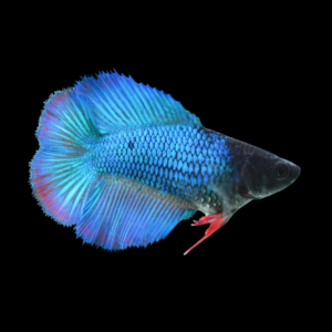 Premium Betta Female Double Tail Blue Based 3cm