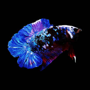 Premium Betta Female Double Tail Galaxy 3cm