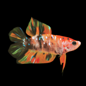 Premium Betta Female Double Tail Koi 3cm