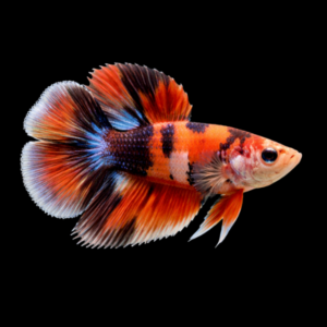Premium Betta Female Double Tail Nemo 3cm