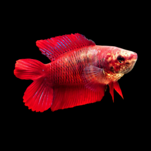 Premium Betta Female Double Tail Red Based 3cm