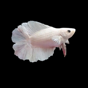 Premium Betta Female Double Tail White Based 3cm
