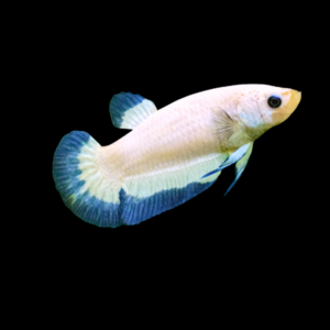 Premium Betta Female Dragon Blue Based 3cm