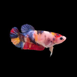 Premium Betta Female Dragon Galaxy 3cm