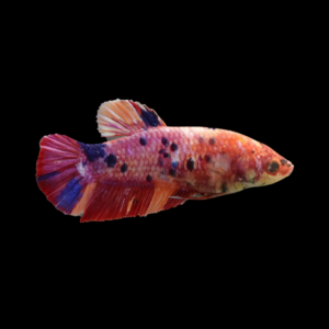 Premium Betta Female Dragon Koi 3cm