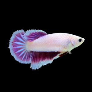 Premium Betta Female Dragon Pink Based 3cm