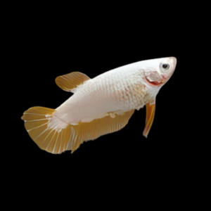 Premium Betta Female Dragon Yellow Based 3cm