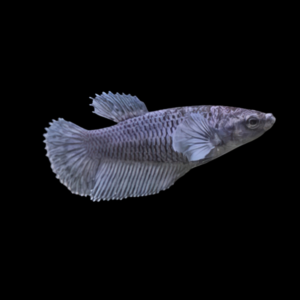 Premium Betta Female Elephant Ear Black Based 3cm