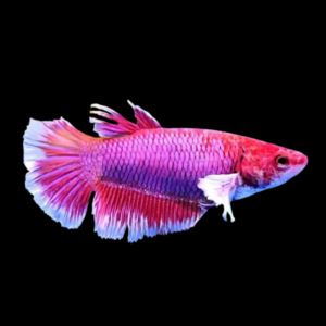 Premium Betta Female Elephant Ear Pink Based 3cm