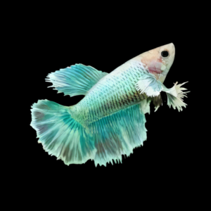 Premium Betta Female Elephant Ear Turquoise Based 3cm
