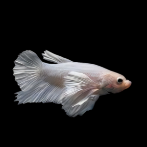 Premium Betta Female Elephant Ear White Based 3cm