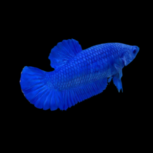 Premium Betta Female Hellboy Blue 3cm
