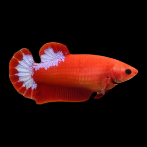 Premium Betta Female Hellboy Red 3cm