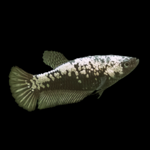 Premium Betta Female Samurai Black 3cm