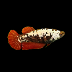 Premium Betta Female Samurai Red 3cm