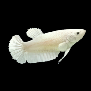 Premium Betta Female Samurai White 3cm