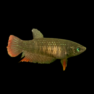 Premium Betta Female Wild Imbellis 3cm