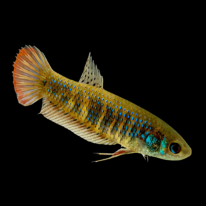 Premium Betta Female Wild Siamorientalis 3cm