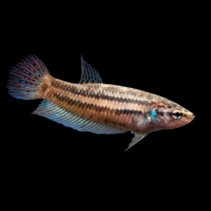 Premium Betta Female Wild Splenden 3cm