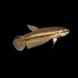 Premium Betta Female Wild Stiktos 3cm