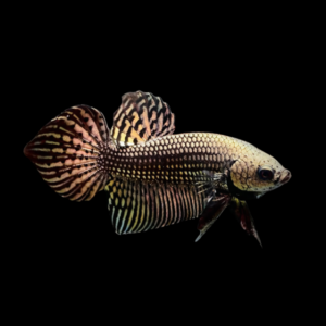 Premium Betta Male Alien Metallic 3cm