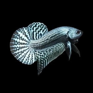 Premium Betta Male Alien Silver 3cm