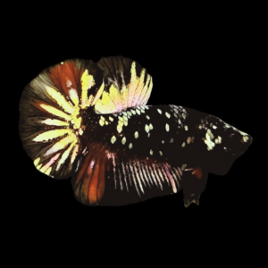 Premium Betta Male Avatar Copper Base 3cm