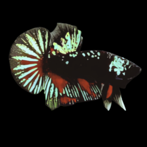 Premium Betta Male Avatar Green Base 3cm