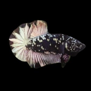 Premium Betta Male Avatar Silver Base 3cm
