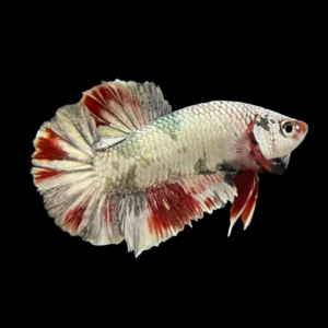 Premium Betta Male Avatar White Base 3cm