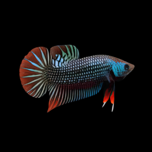 Premium Betta Male Avatar Wild Colour 3cm