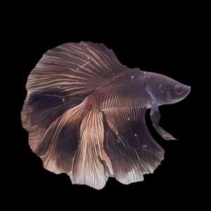 Premium Betta Male Double Tail Black Based 3cm