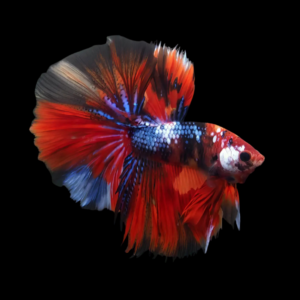 Premium Betta Male Double Tail Galaxy 3cm