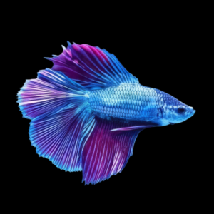Premium Betta Female Double Tail Purple Based 3cm