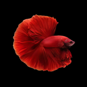 Premium Betta Male Double Tail Red Based 3cm