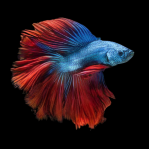 Premium Betta Male Double Tail Red & Blue Based 3cm