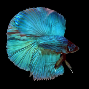 Premium Betta Male Double Tail Turquoise Based 3cm