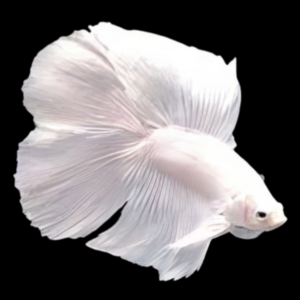 Premium Betta Male Double Tail White Based 3cm