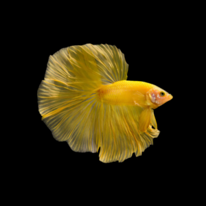 Premium Betta Male Double Tail Yellow Based 3cm