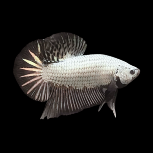 Premium Betta Male Dragon Black Based 3cm