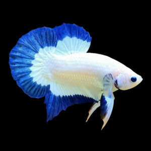 Premium Betta Male Dragon Blue Based 3cm