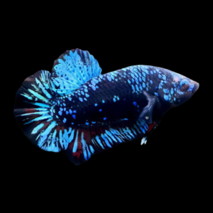 Premium Betta Male Dragon Galaxy 3cm