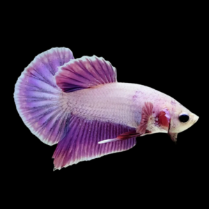 Premium Betta Male Dragon Purple Based 3cm