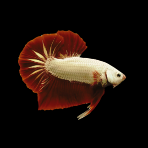 Premium Betta Male Dragon Red Based 3cm
